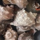 소라랑문어랑 이미지