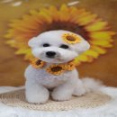 도기로움 이미지