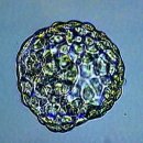 행복을 짓는 수향밥상 | 하단 이룸 시험관 1차 5일배아 이식 후기 &amp; 추어탕 맛집 추천