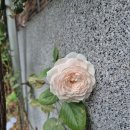 다시;꽃피우다