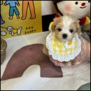 둥지애견 이미지