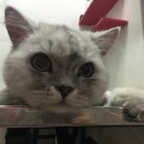 고양이 무마취 미용전문 이미지