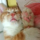 삼팔유통