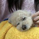 바우하우스105 | 홍천애견동반펜션 [바우하우스105] c동 후기