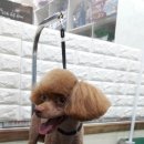 사랑해줄개 애견샵 이미지