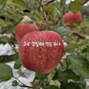 모싯골농장 네이버블로그