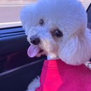 뉴여차펜션 네이버블로그