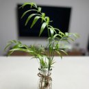 원예테라피 | 마음이 따뜻해지는 하루 - 평택여성회 원예테라피 수업 후기 🌿