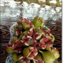 영배농장 이미지