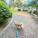 중대형견 유치원/호텔/미용 네발바닥 이미지