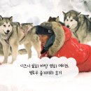 빌로우 | 디즈니 실화 바탕 영화 에이트 빌로우 줄거리와 후기