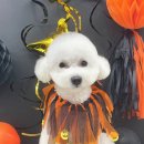 붕가붕가샵 이미지