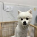 여수죽림동물병원 애견미용실 이미지