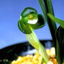 여주-0810 Daum카페
