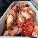 피쉬헌터 이미지