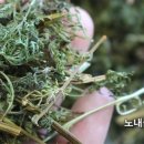 인진쑥농장 이미지