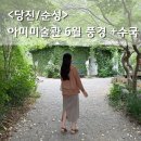 당진 아미미술관 6월 수국 개화상황, 폐교 미술관 + 정원 + 지베르니 카페