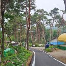 소나무와황토민박 | 충북 괴산, 100년 소나무 숲 속 캠핑&풀빌라: 솔베이오토캠핑장 솔직 후기