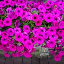 고개너머 동향길 | 진안고원길 12구간 고개너머 동향길(안천소운동장~동향면행정복지센터): ① 바.이.고.서.와 함께 진안...