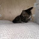 냥블레스유 이미지