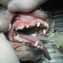 카페거리 동물병원 동행 이미지