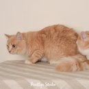 빵실스튜디오 네이버블로그