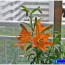 사우스포인트 이미지