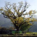 솔비알 | 양평 용문산(07.11.3) 산림청/ 인기 백대명산 제59위