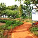 우로지 자연숲 황토길 이미지