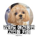 고인돌 | [내돈내산] 강화도 고인돌 카페 후기 | 애견동반 실내·야외 완벽 가이드