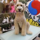 도그핏애견샵 이미지