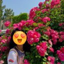 세븐일레븐 홍대6번출구점 | 서울 장미축제 연남동에도 있어요 마포구 장미 명소 공개