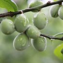 청포농장 이미지