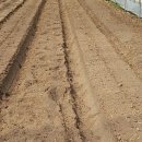 밤두둑농장 이미지