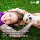 펫팁