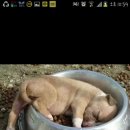 웃으면복이와요 이미지