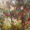 소성농장 이미지