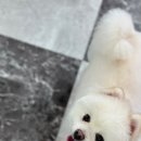 천지 애견 | 노원애견미용 애견미용사로 취업 도전 후기