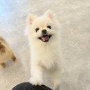 해피오브트리밍 | 경기 양주 :: 반려견 미용 잘하는 곳, 해피 오브 트리밍 후기