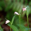 새야새야 이미지