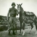 미국 해병대 최초의 말(馬) 부사관이 된 한국경주마 여명(소리有) 이미지