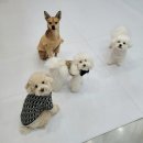 다니하우스 이미지
