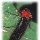 반딧불이의 기억 이미지