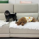 멍둥이 | 둥이스토리 스토어팜 댕댕이 푸들 오가닉 원단 강아지 옷 귀여운 호랑이 XL 착용 후기