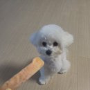 갑순이네 과자점 | 세종 애견 수제간식 추천 _ '갑순이네과자점' :: 온라인스토어 구매 후기