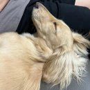 ㈜ 알지바이오 | 2022년 국내 1위 강아지유산균, 종근당바이오 라비벳 장&amp;심장 유산균 :-)