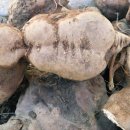 약초이야기 이미지