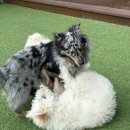 헬로우버디 이미지