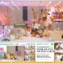 새운2농장 | 김포고양이와 함께한 우리 가족의 변화 이야기