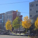 신안동 예치과 앞 이미지